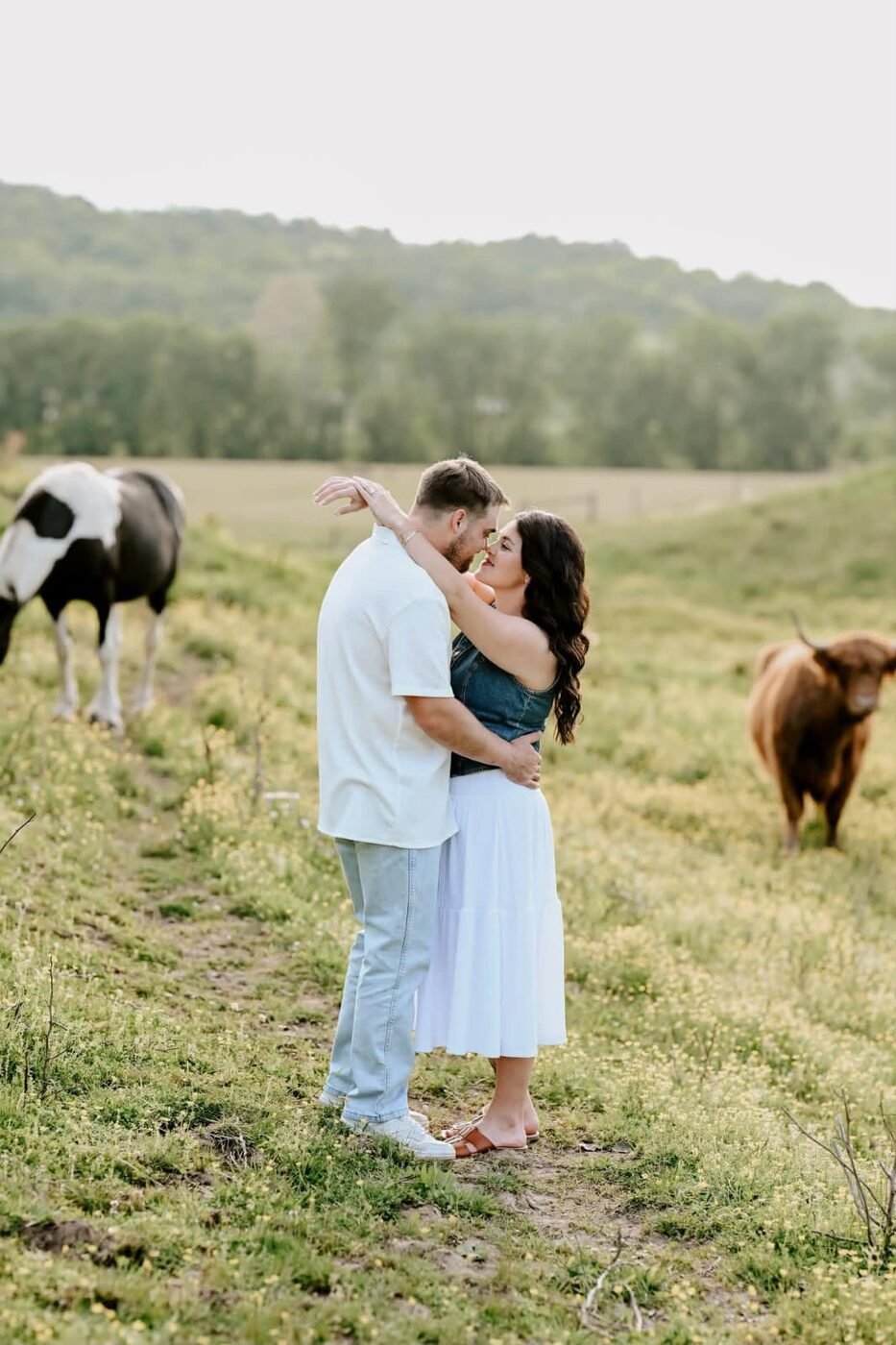 Couple standing together in a golden field with highland cows